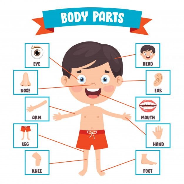 शरीर के अंगों के नाम - Body Parts Name in English and Hindi