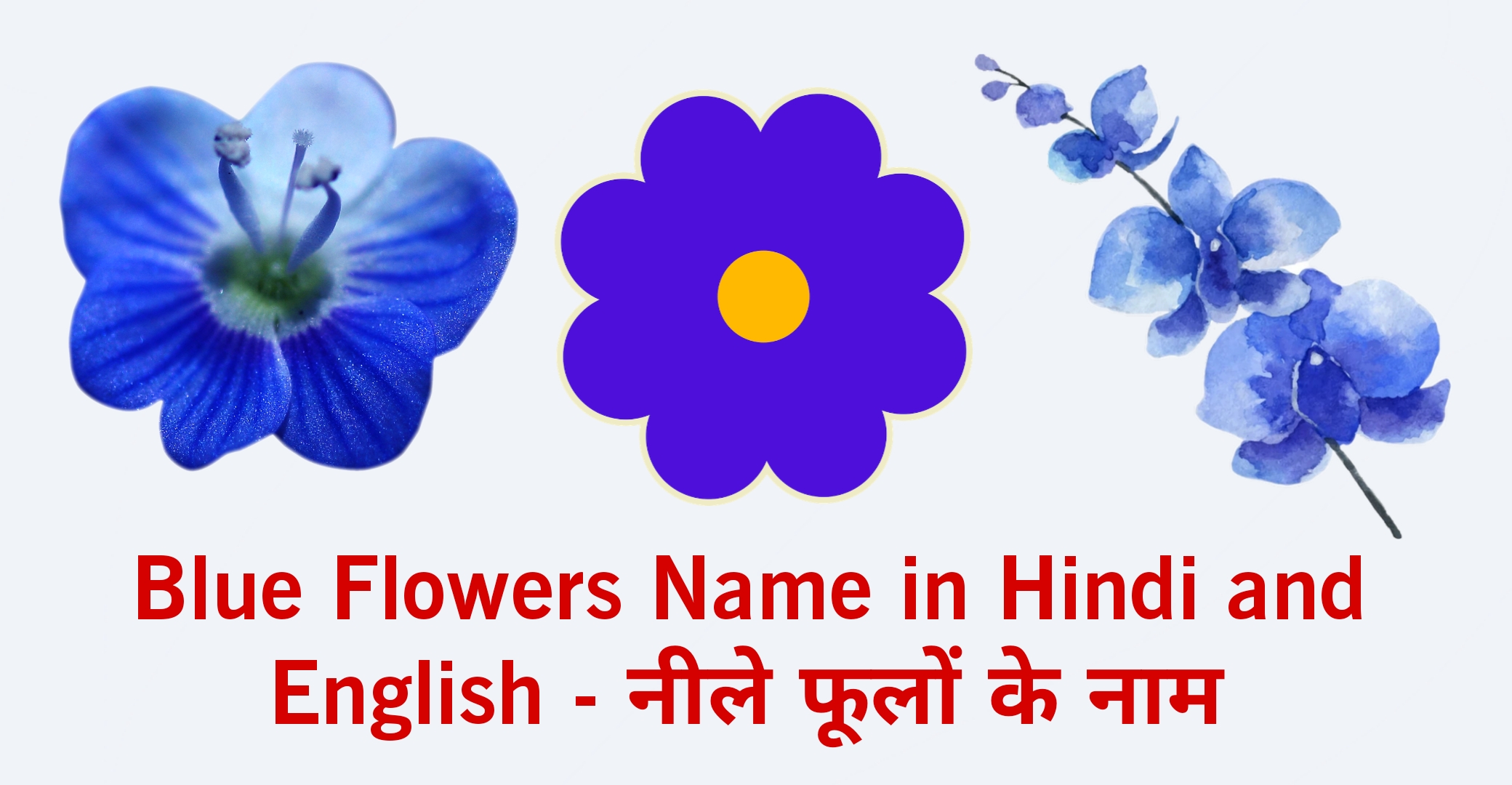 Blue Flowers Name in Hindi and English - नीले फूलों के नाम